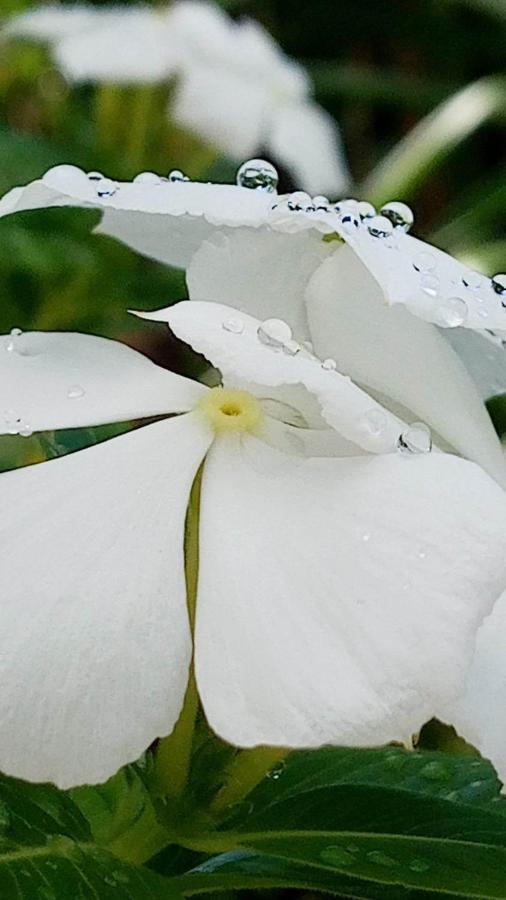 Ti coin de paradis Ylang Ylang Le Diamant Bagian luar foto