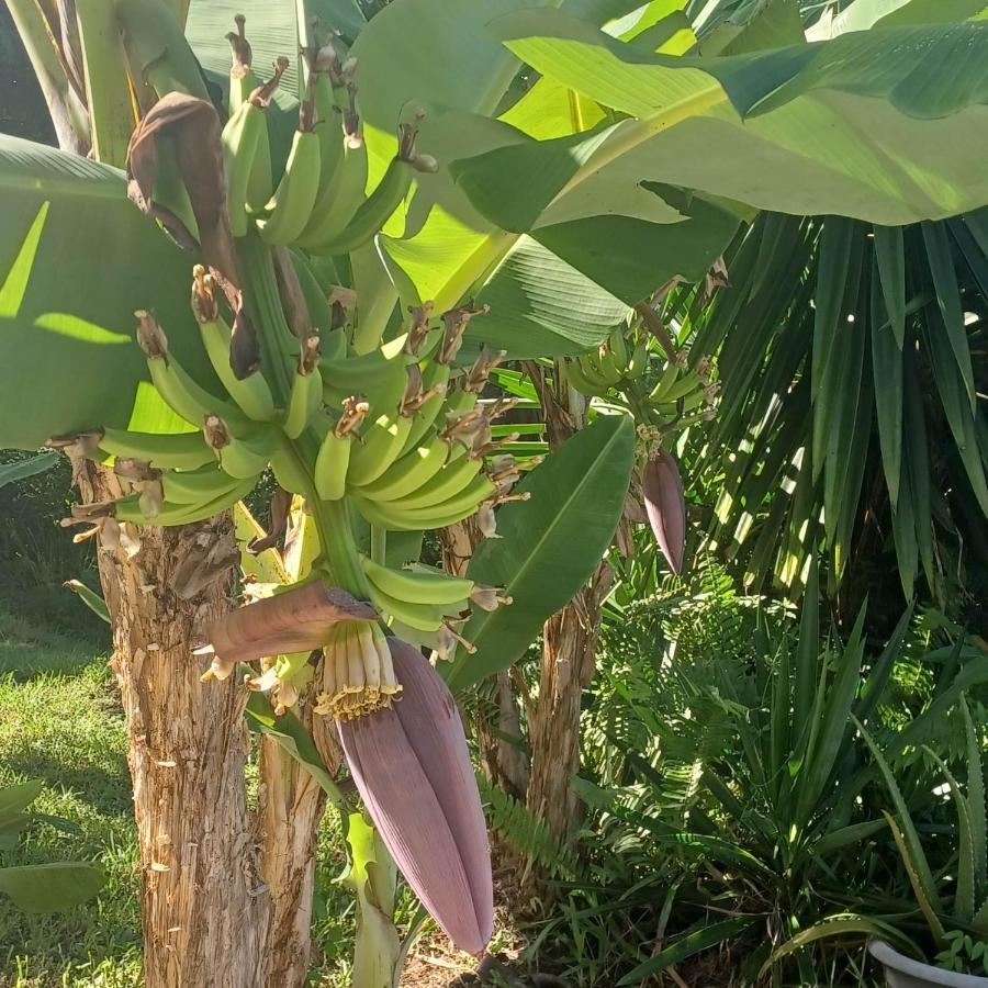 Ti coin de paradis Ylang Ylang Le Diamant Bagian luar foto